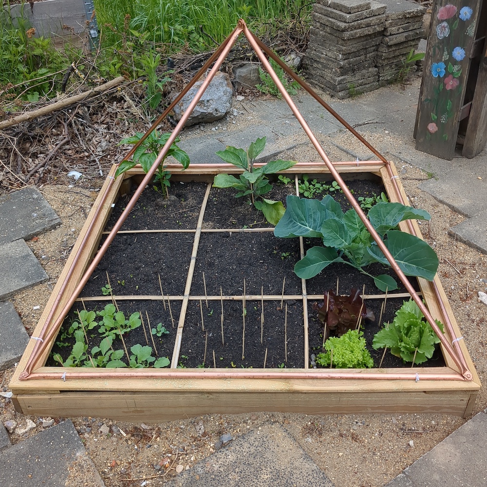 De bloemkool onder de pyramide lijkt al een spurt te gaan nemen.