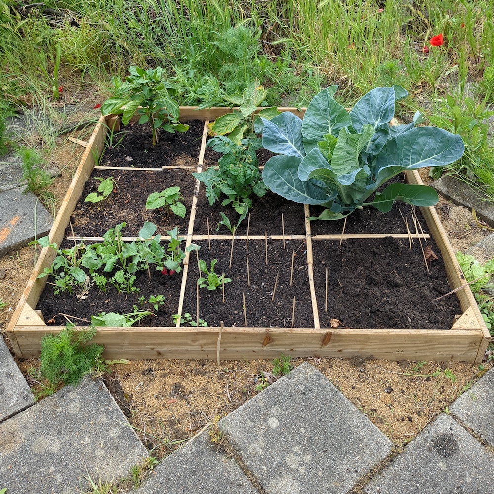 De bloemkool in de controlebak blijft zichtbaar achter bij de bloemkool onder de pyramide.
