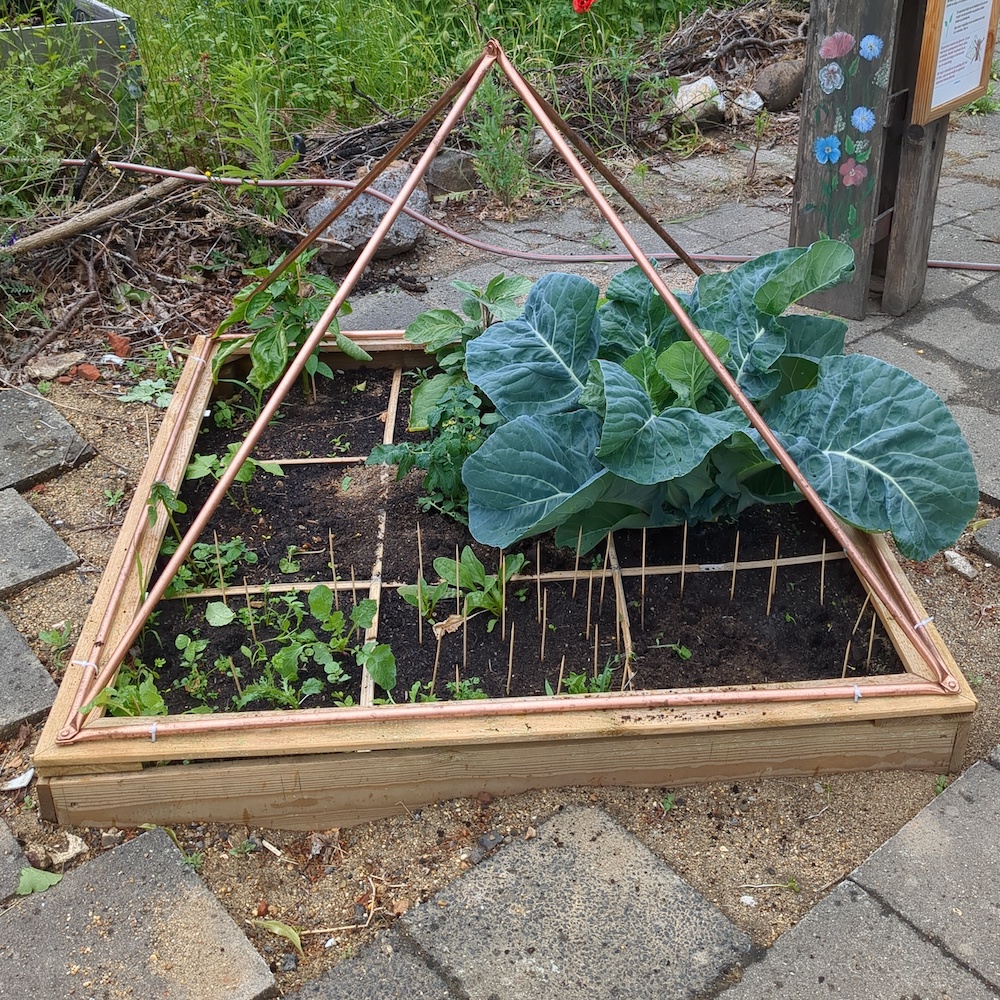 De bloemkool onder de pyramide gaat de breedte in, met duidelijk grotere bladeren.