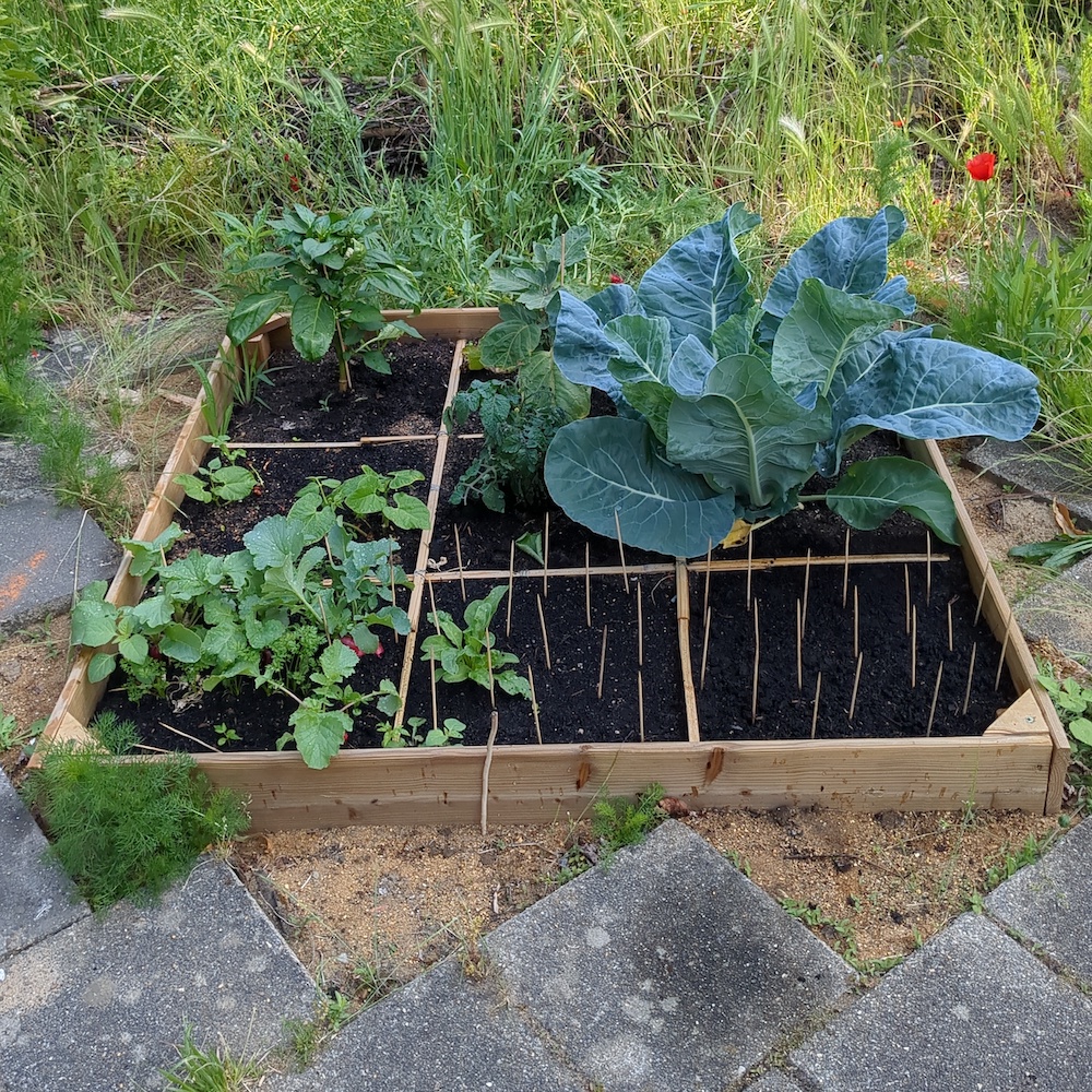 De bloemkool in het controlevak. Niks mis mee, hij ziet er gezond uit. Maar is toch wat kleiner dan de bloemkool onder de pyramide.
