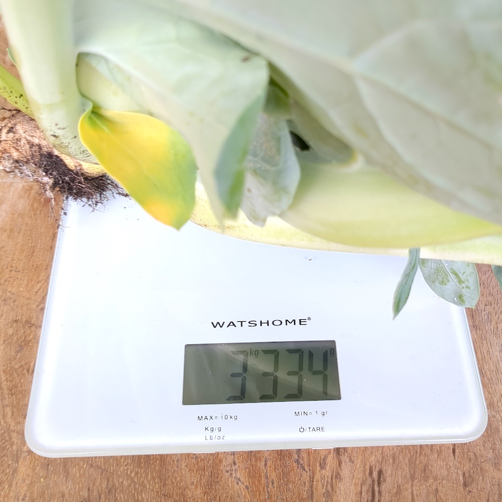 De grote bloemkool ligt op de weegschaal.